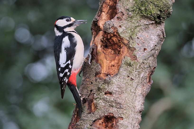 Woodpecker by Wim van der Meule