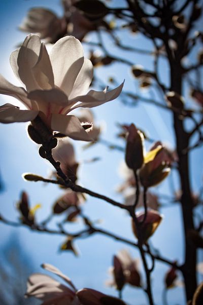 Graceful magnolia by Marieke Brouwers