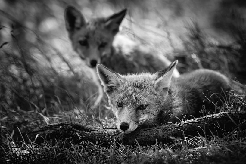 Jeunes renards dans la nature par Jolanda Aalbers