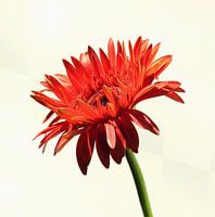 Oranje Gerbera 2