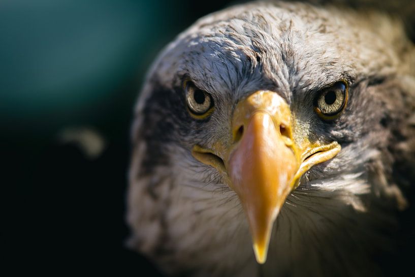 zeearend von Rubin Versigny