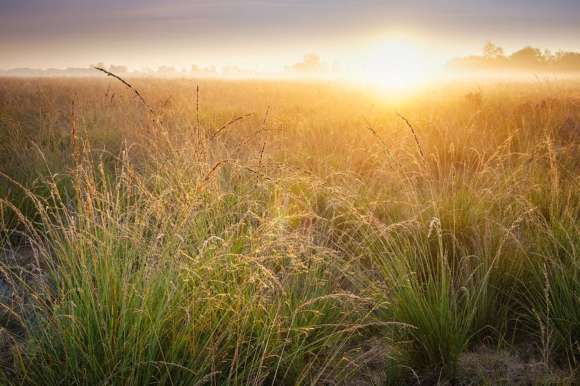 Morning by Bram de Jong