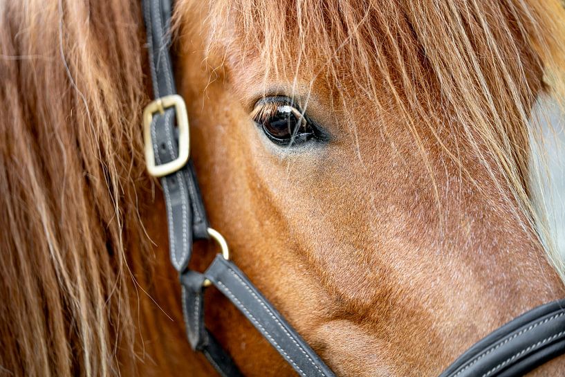 Deep Gaze - The Eye of the Horse by Femke Ketelaar