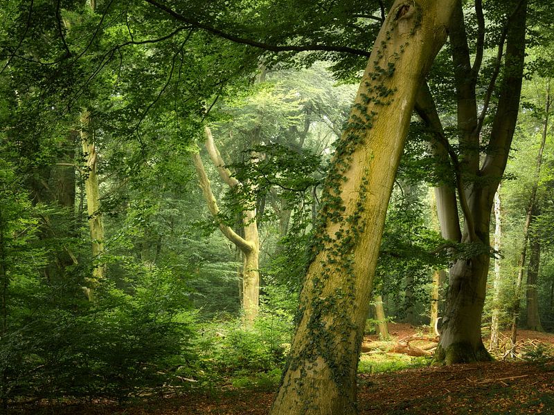 Zuflucht von Ellen Borggreve