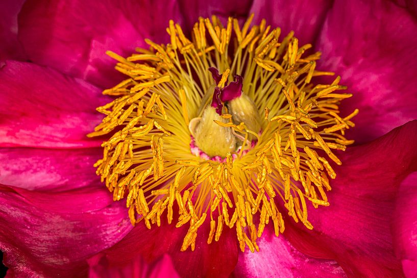 Photogenic peonies #07 by Jan van den Broek 2BHAPPY4EVER