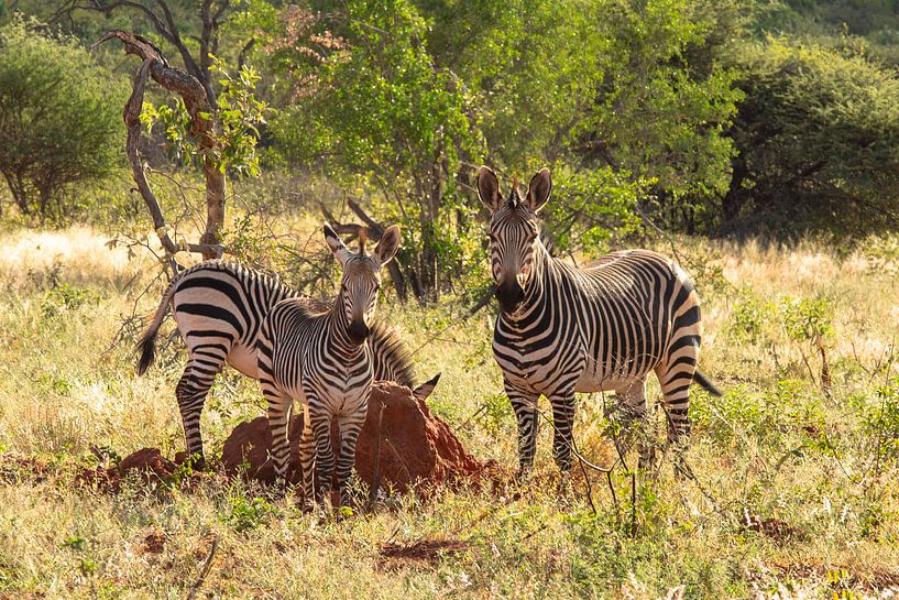 Zebras in the Namibian savannah by Fototante