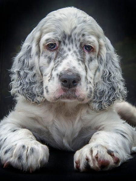 Droopy von Jan  Soeterbroek