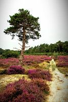 Loonse En Drunense Dünen