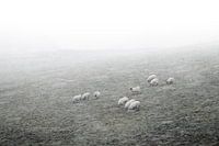 Schapen in de mist met sneeuw