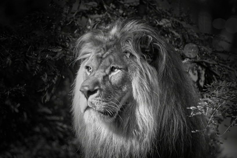 Der alte traurige Löwe von Frank Heinz