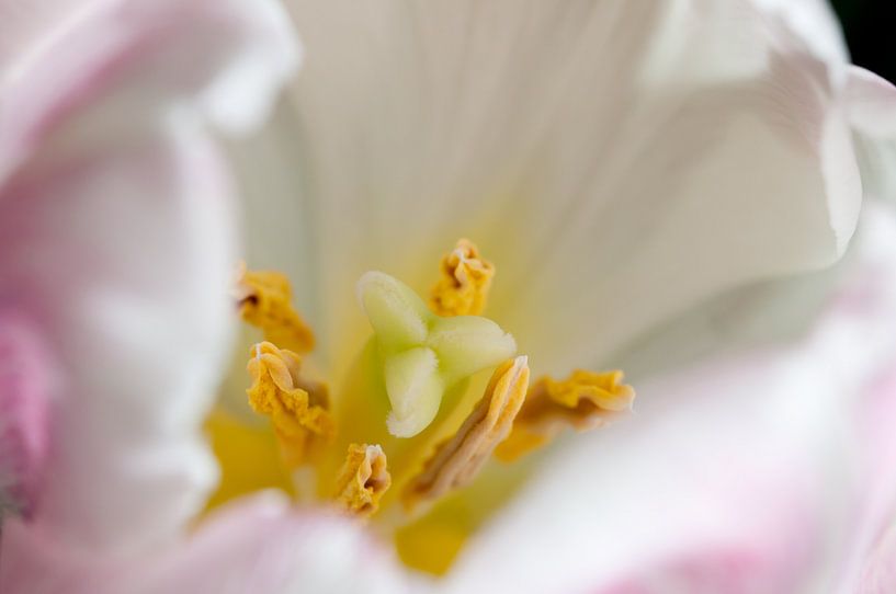 At the heart of a tulip by Anita van Hengel