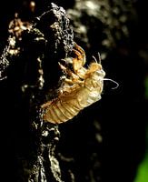 Een cigale heeft haar pop zojuist verlaten
