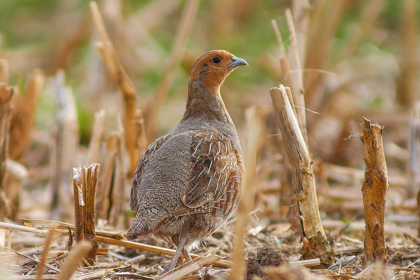 Jonge patrijshaan op een geoogst stoppelveld op een zonnige zomerochtend van Mario Plechaty Photography