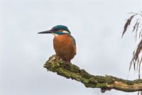 Kingfisher 