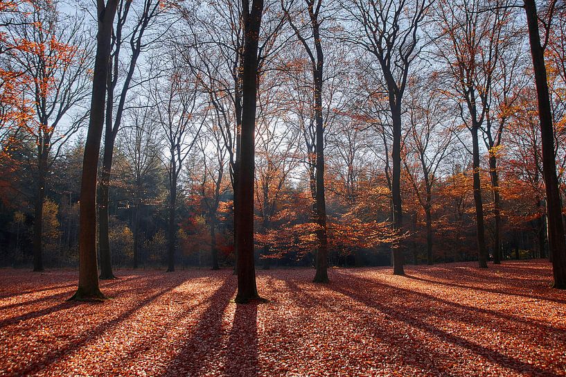 Herfst kleuren in tegenlicht von Ad Jekel
