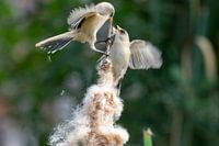 Deux seins Penduline en bataille