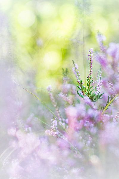 Charme von Bob Daalder