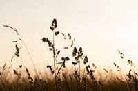 Tijdens het gouden uurtje