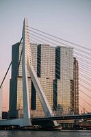 Rotterdam - Le pont Erasmus dans la lumière du soir (2)