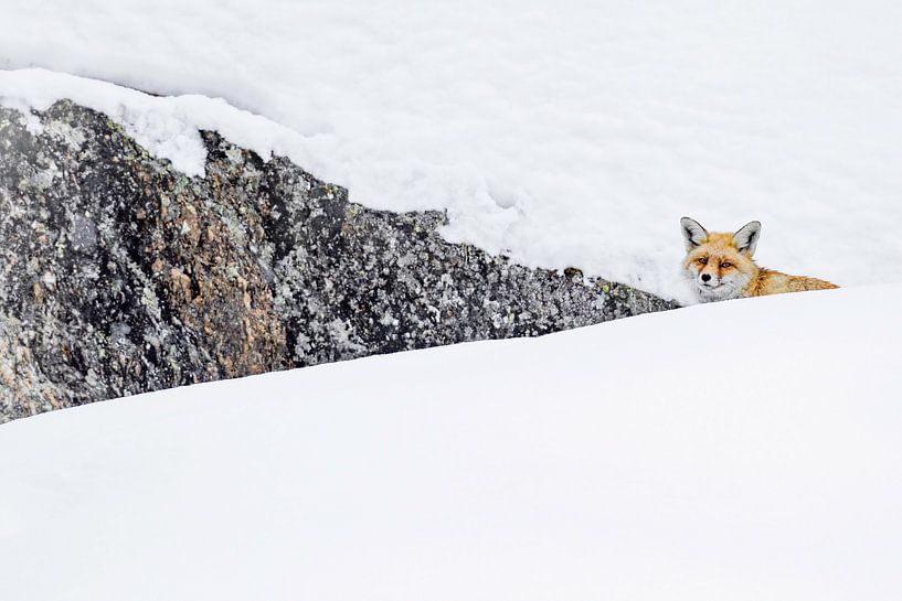 Renard abstrait par Sam Mannaerts