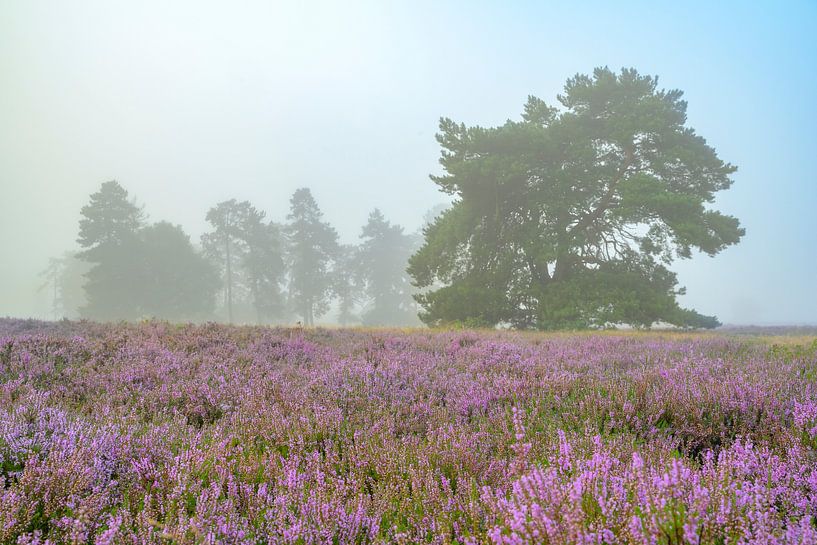 Lever de soleil sur un paysage de bruyères à la Veluwe par Sjoerd van der Wal Photographie