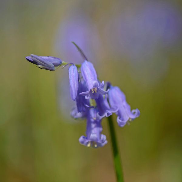 Jacinthes de forêt bleue sauvage  par Barbara Brolsma