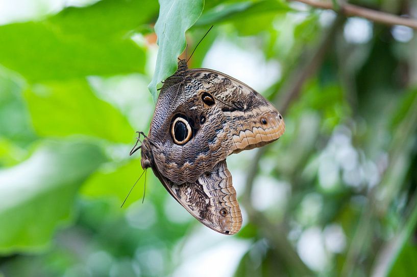 Schmetterlingsliebe von Ivonne Fuhren- van de Kerkhof