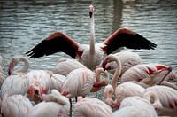 plus de 400 flamants roses
