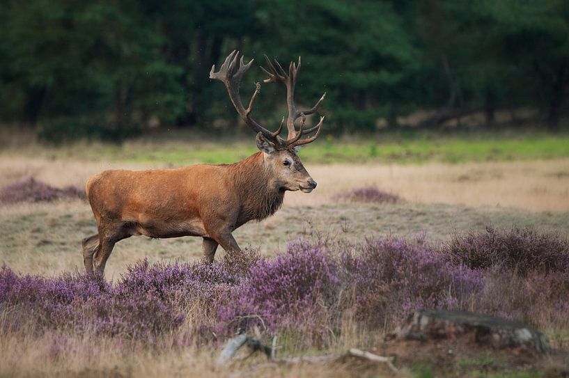 Cerf rouge Hoge Veluwe par Dick van Duijn