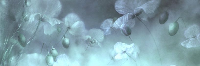 Fleeting - Dreams of white poppies by Annette Schmucker