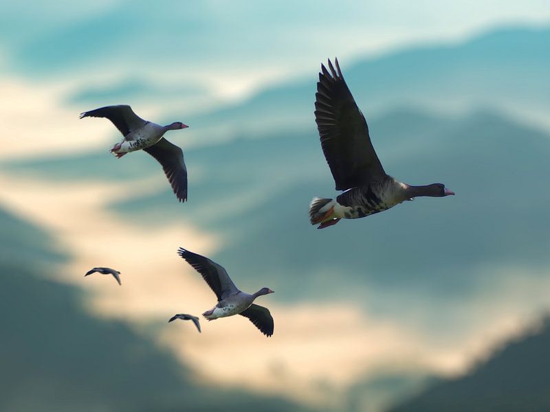 Der Flug der Wildgänse von Photo Art SD