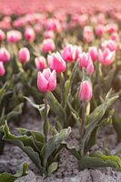 Dutch Tulips