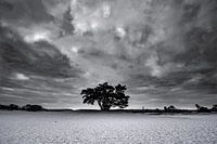 Minimalistischer schwarzer und weißer Baum auf den Soester Dünen