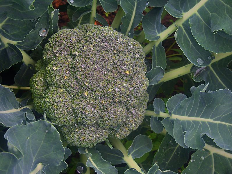 Brokkoli von Edgar Schermaul