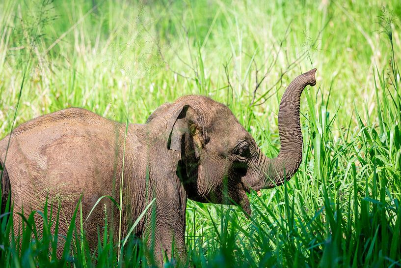 Olifantje in Sri Lanka von Gijs de Kruijf