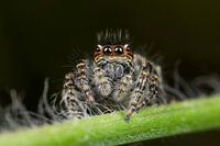 Haariger Springspin in Nahaufnahme