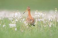 Parmi les fleurs de coucou