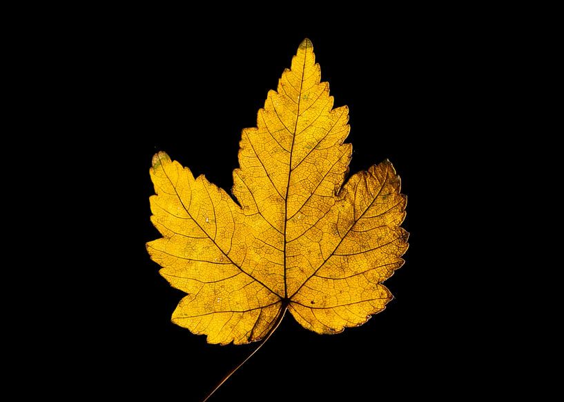 Details und Herbstfarben von Ronald Buitendijk Fotografie