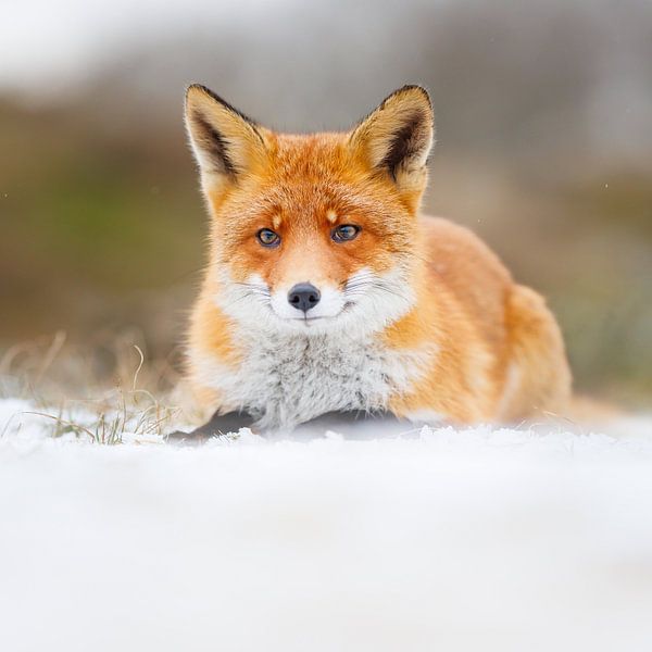 renard dans la neige par Pim Leijen