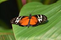 Le papillon passiflore profite du soleil.