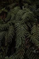 FERN FOREST