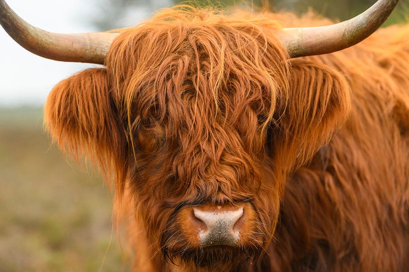 Portrait of a Scottish highland cattle by Sjoerd van der Wal Photography