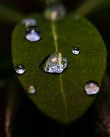 Goutte de pluie sur une feuille (Macro, vertical)