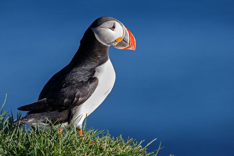Papegaaiduiker von Menno Schaefer