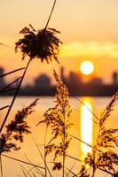 Zonnige Zonsondergang Skyline Rotterdam