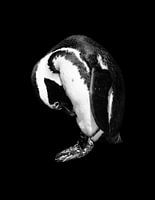 Penguin portrait in black and white 