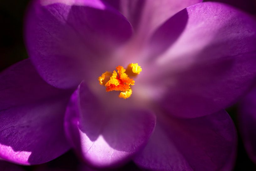 Paars bloem in detail von Ronald De Neve