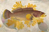 Dark Yellow Fish