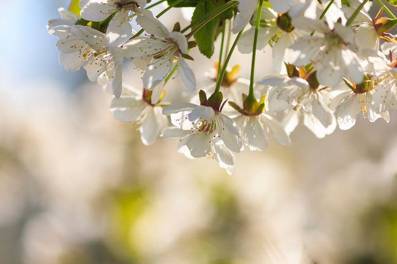 bloesem by ton vogels