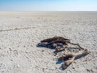 Makgadikgadi-Salzpfannen in Botswana